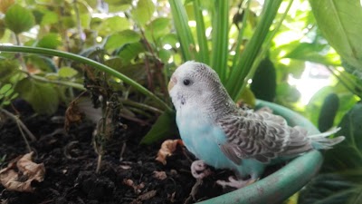 Photos of La Acuarela Botanical Garden