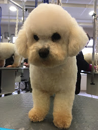 Photo n°28 de Beauté Canine à Ladoix-Serrigny (Toiletteur)