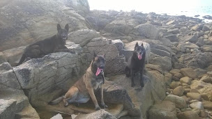 Photo n°6 de Esprit D'Chien à Beauvoir-sur-Mer (Dresseur d'animaux de compagnie)