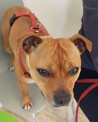 Centro Veterinario SabinaVet - Thumbnail
