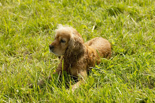 Photo n°15 de Éleveur chien - Élevage canin Pas-de-Calais - La Plume Herlinoise à Herlin-le-Sec (Parc canin)
