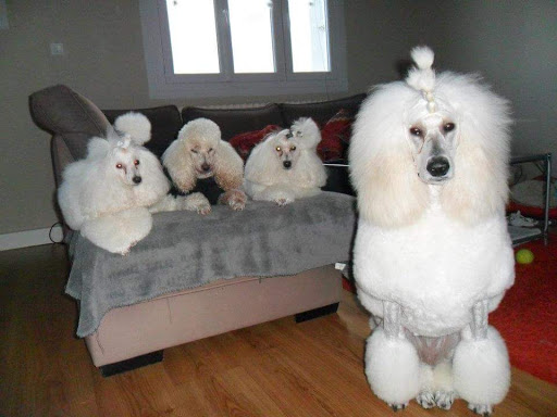 Peluche - Visual