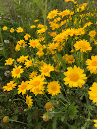 Photo n°17 de Le chant des Armoricaines à Saint-Connan (Marché alimentaire)