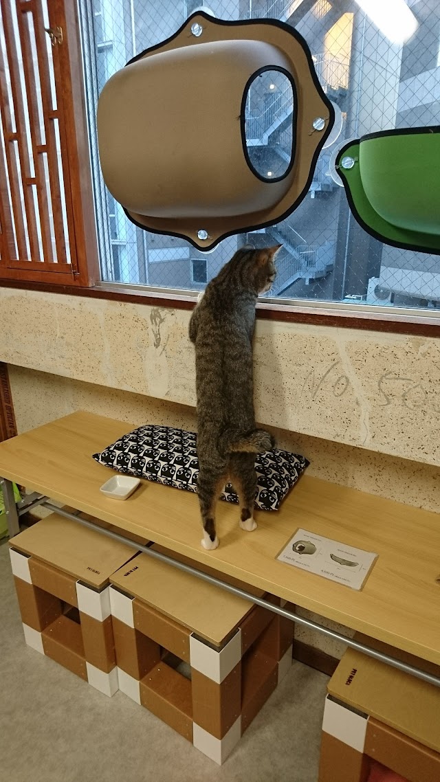 保護猫カフェ「ネコリパブリック東京 お茶の水店」