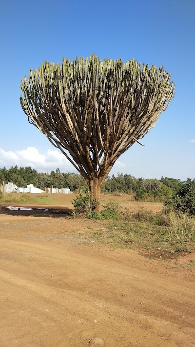 Photos of Georges resort