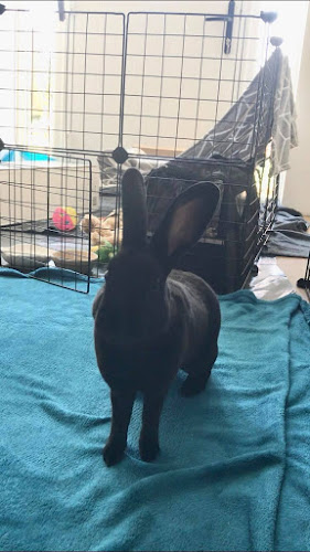 The Happy Bunny Hotel