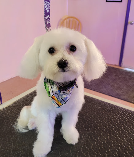 The Gaffney Groomer LLC - Thumbnail