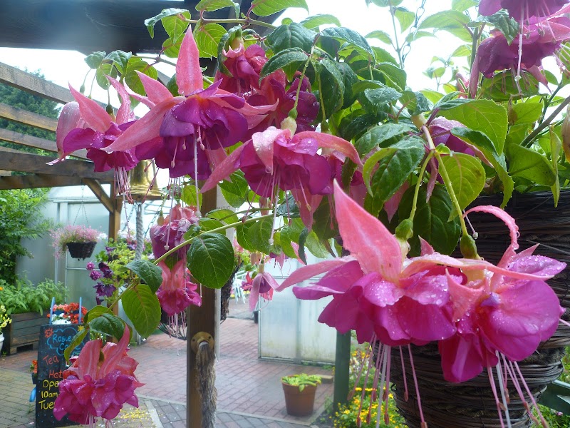 Northcliffe Nurseries photo 2