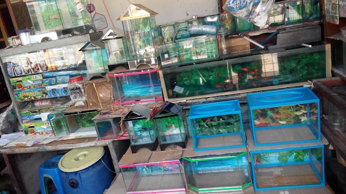 Toko Jual Ikan Cupang Hias & Aquarium Mini, Author: Sutanto