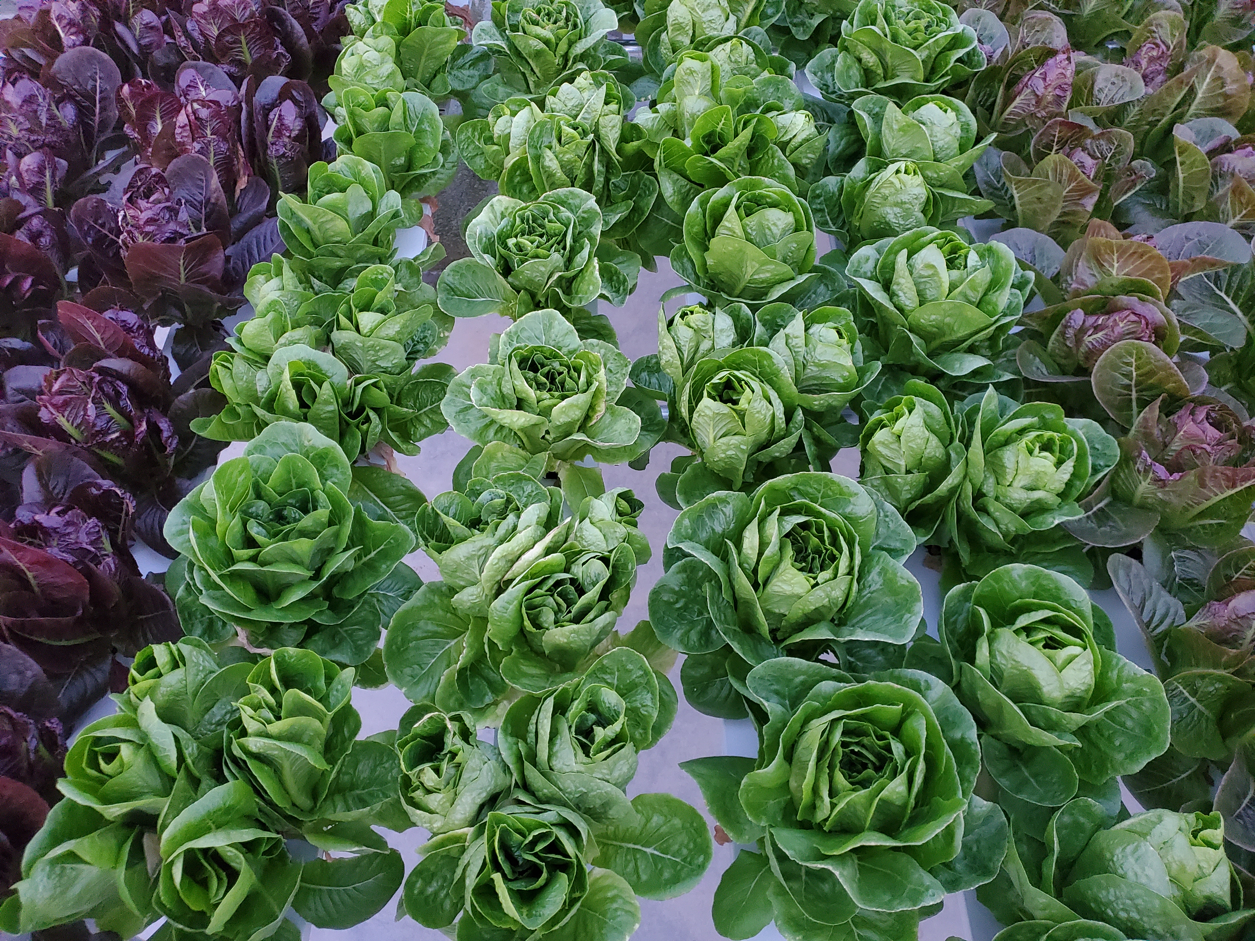 Garuda Farms