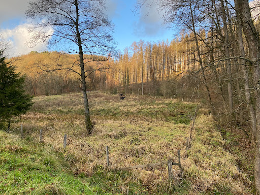 Wasserbüffel des Bergischen Naturschutzvereins - Thumbnail