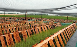 Photo n°4 de L'Escargot Dijonnais à Fénay (Ferme)