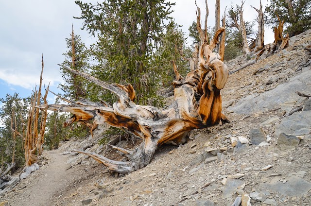 Ancient Bristlecone Pine Forest