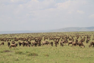 Photos of Claudious Tours and Safaris