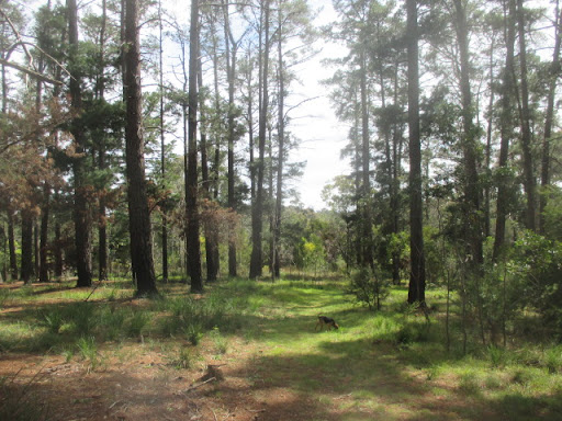 Dirlton Reserve Dog Off Leash Area