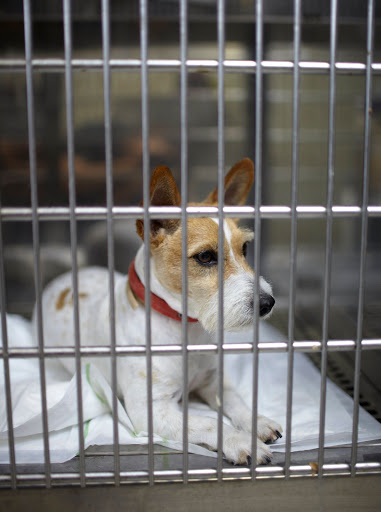 Clínica Veterinaria Son Servera