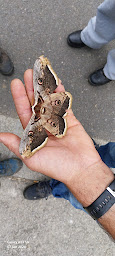 Photo n°4 de Miellerie de Limouze à Lachamp-Ribennes (Miellerie)