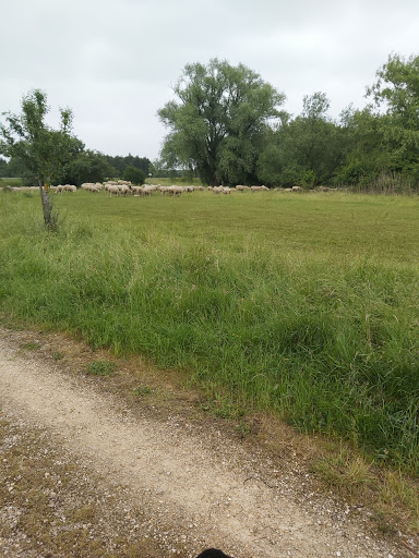 Lindenfeld - Thumbnail