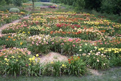 New Every Morning Daylily Gardens