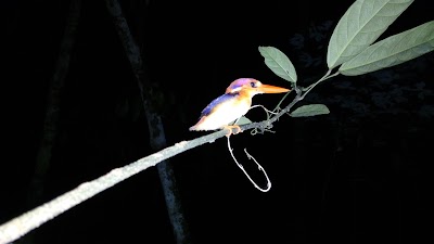 Photos of Wisata Alam Prevab TNKutai