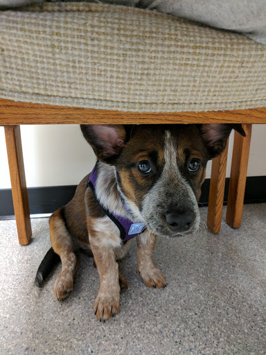 Cornell Road Veterinary Clinic - Thumbnail