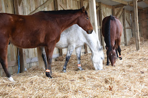Photo n°4 de EARL DES PLATANES à Estrées-Saint-Denis (Centre équestre)