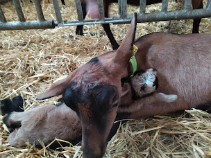Photo n°3 de La Ferme Tardieu à Monts-de-Randon (Ferme bio)