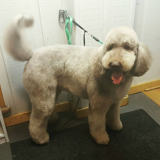 Dirty Dog Rehab Pet Salon & Spa - Thumbnail