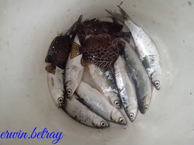 Photos of spot mancing mania ikan blanak nilla bandeng kakap dll gratis