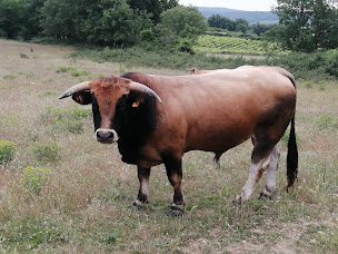 Photo n°2 de Gaec du Mas de Quet à Castelnau-Valence (Ferme d'élevage)