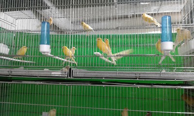 Photos of Canary Lavizan