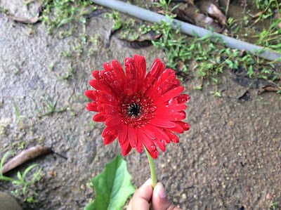 Photos of SEVENA PLANT NURSERY