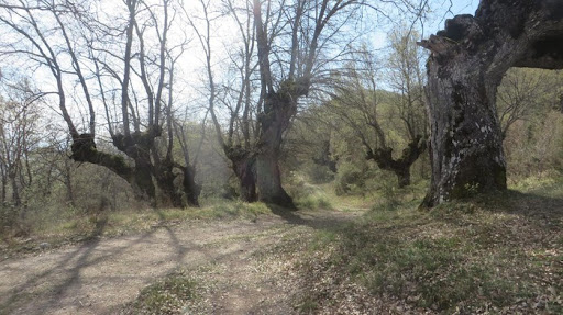 Roble Grande