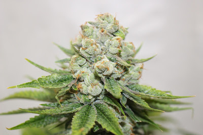 Photo of Three Rivers Dispensary Pueblo West
