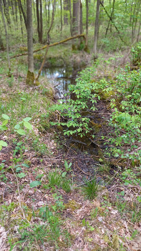 Naturlehrpfad im Oberholz (Gochsheim) - Thumbnail