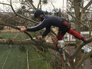 Photo n°4 de Pérou Elagage à Cussay (Service d'élagage)