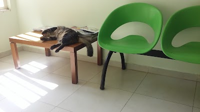 Photos of Dogs and cats