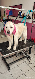 Photo n°6 de STAR*DOG à Saint-André-de-Cubzac (Toiletteur)
