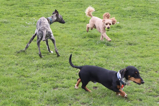 Jack's K9 Place Boarding Kennels and Cattery - Thumbnail