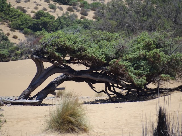 Dune di Piscinas