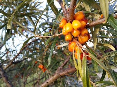 Photos of "Kurzemes pērle"