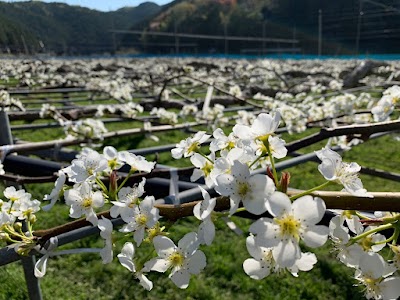 畠山梨園