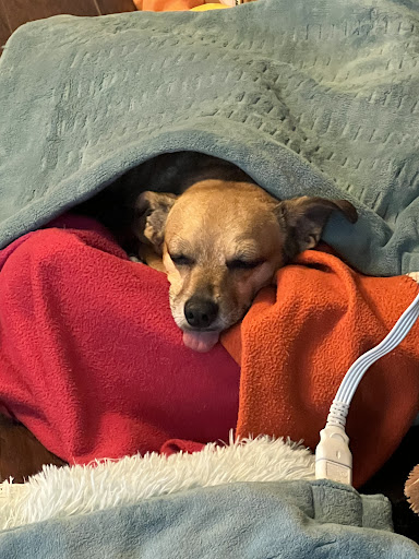 Thunderbird Animal Hospital - Thumbnail