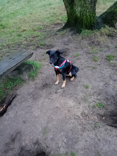 Hundewiese Schlosspark Herten - Thumbnail