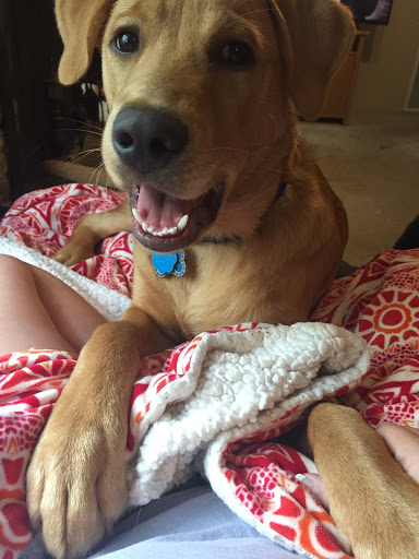 Palmetto Pet Insurance - Thumbnail