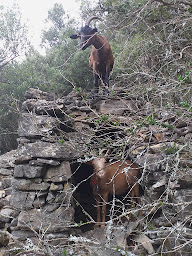 Photo n°25 de La Ferme de Bellis à Mialet (Produits laitiers)