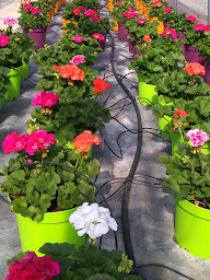 Photo n°11 de Girard Fleurs à Domène (Jardinerie)