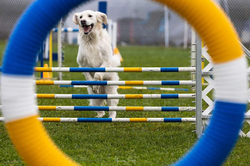 Accro Canin - Visual
