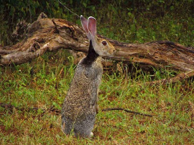 Photos of Ceylon Safari
