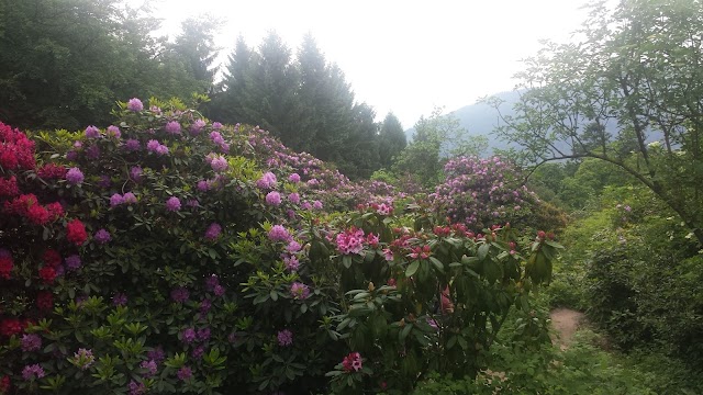 Blockhaus: Arboretum und Rhododendronanlage